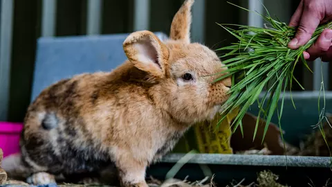 Brown rabbit eating grass from someone's hand